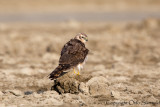 Montagus Harrier - Circus pygargus