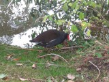 Common Moorhen