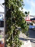 Hops