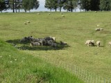 Sheep on battlefield
