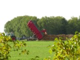 Sugar beets