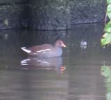 Moorhen