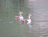 Egyptian Geese