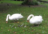 Mute Swans