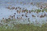 Dunlin