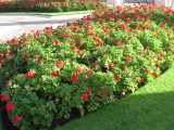 Garden at cemetery