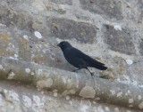 Jackdaw