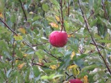Normandy Apple