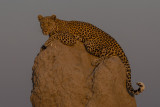 Leopard lookout; Glowing light