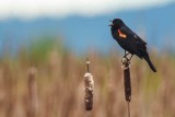 RedwingedBlackbird051917.jpg