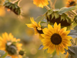 SunflowersBlueHeronFrm090417.jpg