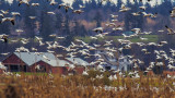 SnowGeese040218.jpg