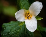 TrilliumBarnabySlough2_040618.jpg