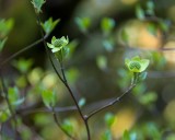 DogwoodRckprtStPrk042518.jpg