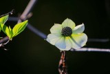 DogwoodRckprtStPrk042618.jpg