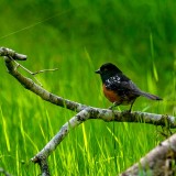 SpottedTowhee052818.jpg