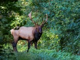 BullElk091918.jpg