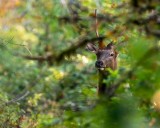 YoungBullElk100418.jpg