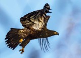 JunvenileBaldEagle111218_2.jpg