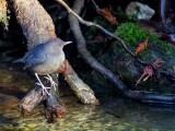 AmericanDipperClarkCreek121518.jpg
