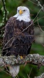 BaldEagle530brdgRckprt122318.jpg
