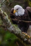 BaldEagle530brdgRckprt122518_2.jpg