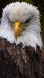 BaldEagle530brdgRckprt122518_Detail_2.jpg