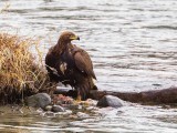 GoldenEagleJuvenile010119.jpg