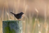 Sparrow010119.jpg