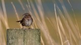 Sparrow010119_2.jpg