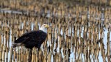 BaldEagleCornStalks010119.jpg