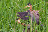 Purple Heron