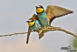 European Bee-eater 