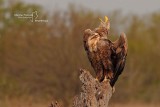 White-tailed Eagle