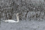 Mute Swan