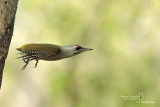 Grey-headed Woodpecker