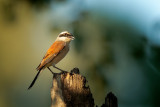 Red-backed Shrike