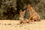 Golden jackal