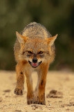 Golden jackal