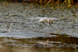 Gull-billed Tern