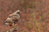 Buzzard