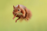Red sqirrel