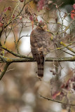 Eurasian Sparrowhawk 