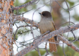 Siberian Jay