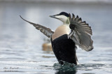 Common Eider