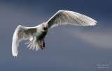 Glaucous Gull