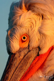 Dalmatian Pelican