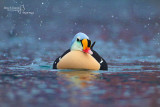 King Eider