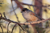 Siberian Jay