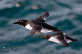 Guillemot